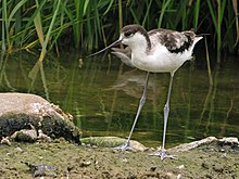 Photo d'un oiseau immature posé au bord de l'eau avec de la végétatiton aquatique en arrière-plan