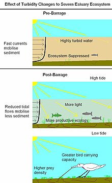 Possible effect of turbidity reductions in Severn Estuary ReducedTurbidity.jpg