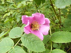 Rudā roze