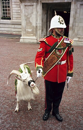 <span class="mw-page-title-main">Royal Regiment of Wales</span> Military unit