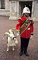 ロイヤル・ウェールズ連隊(Royal Regiment of Wales)のゴートメジャー