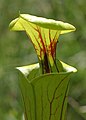 Sarracenia flavaPCCA20060423-3480B.jpg