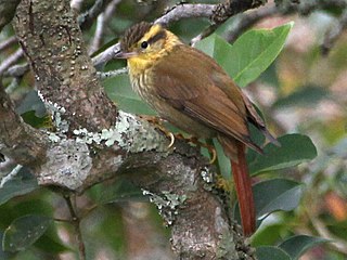 <span class="mw-page-title-main">Sharp-billed treehunter</span> Species of bird