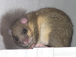 Didžioji miegapelė (Glis glis)