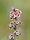 Silene gallica quinquevulnera.jpg