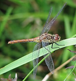 Alföldi (avagy vörös) katonaszitakötő (Sympetrum sanguineum) nőstény