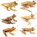 Phức hợp loài Hypsiboas calcaratus - fasatus có ít nhất sáu loài ếch cây