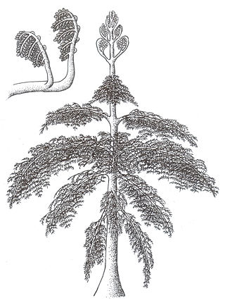 <i>Tetraxylopteris</i> Extinct genus of vascular plants