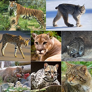 Felidae Family of mammals