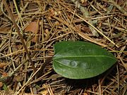 葉は花茎と離れて1個でて、濃緑色で白い中脈がある。