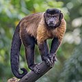 Tufted capuchin monkey display human-like behavioral biases, including loss aversion.