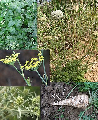 <span class="mw-page-title-main">Apiaceae</span> Family of flowering plants