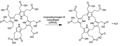 Biosynthe von Uroporphyrinogen III aus Prä-Uroporphyrinogen