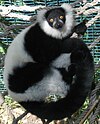 Ruffed Lemur