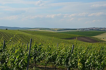 Sur la route vers la chapelle, vers le nord. Au loin, le village Vrbice.