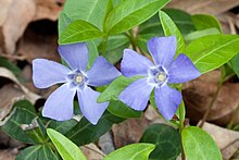 A periwinkle flower. Vinca minor Nashvillle.jpg