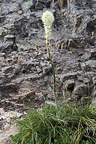 Xerophyllum tenax