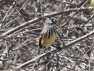 <span class="mw-page-title-main">Yellow-billed tit-tyrant</span> Species of bird