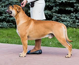 <span class="mw-page-title-main">Ca de Bou</span> Dog breed