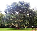 Sterculia apetala, Panama