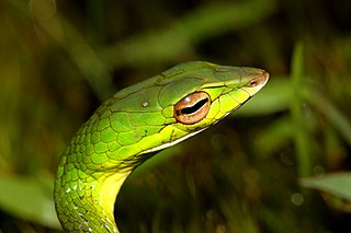 <i>Ahaetulla</i> Genus of snakes