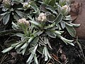 Antennaria neglecta runners.JPG