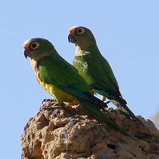 <i>Eupsittula</i> Genus of birds