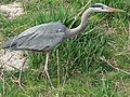 Great blue heron