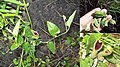 Aristolochia stuckertii