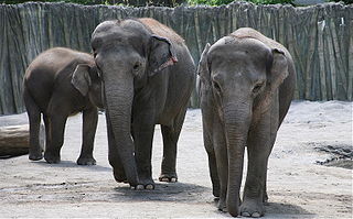 <span class="mw-page-title-main">Oregon Zoo</span> Zoo in Portland, Oregon, U.S.