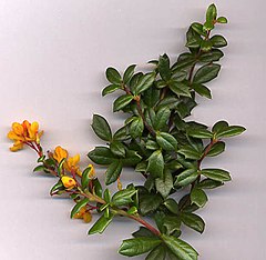 Berberis darwinii shoot with flowers