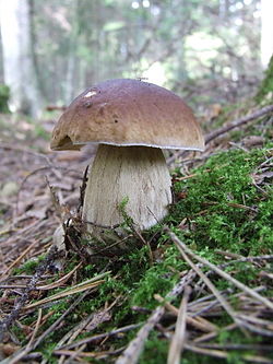 Tikrinis baravykas (Boletus edulis)