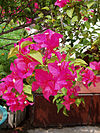 BougainvilleaGlabra.jpg