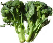 Broccoli (Brokkoli) (auch als Sprouting Broccoli, Spargelkohl)