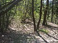 Monte Camiolo di Cima, aia di una carbonaia sul sentiero che conduce al fondo Olva