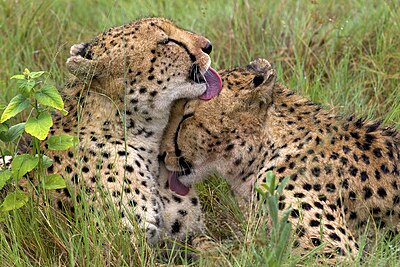 Twee jong jagluiperds (Acinonyx jubatus), wat aan mekaar lek, in die Okavangodelta, Botswana.