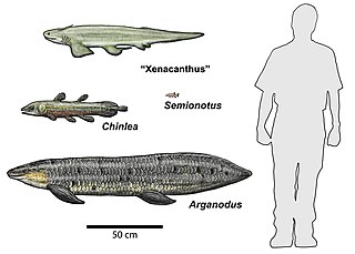 <i>Chinlea</i> Extinct genus of coelacanths