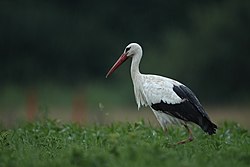 Vit stork