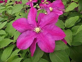 Clematis "Sunset"