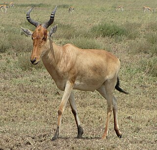 <span class="mw-page-title-main">Hartebeest</span> Grassland antelope