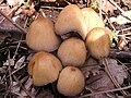 Hnojník třpytivý Coprinus micaceus