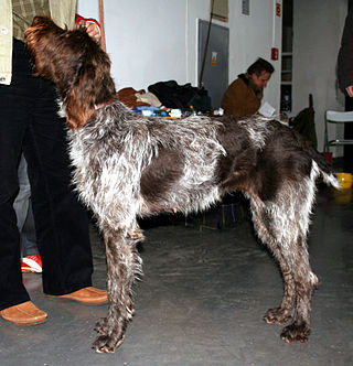 <span class="mw-page-title-main">Český fousek</span> Dog breed