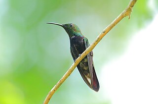 <span class="mw-page-title-main">Hispaniolan emerald</span> Species of hummingbird