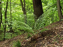 Kelminis papartis (Dryopteris filix-mas)