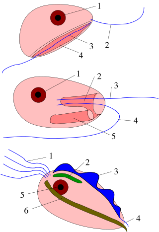 <span class="mw-page-title-main">Excavata</span> Supergroup of unicellular organisms belonging to the domain Eukaryota