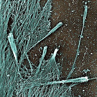 <span class="mw-page-title-main">Filopodia</span> Actin projections on the leading edge of lamellipodia of migrating cells