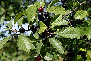 <i>Frangula alnus</i> Species of flowering plant in the family Rhamnaceae