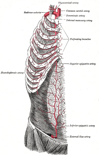 <span class="mw-page-title-main">Superior epigastric artery</span> Blood vessel