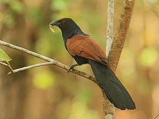 <span class="mw-page-title-main">Greater coucal</span> Species of bird