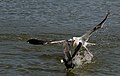 Gull attacking coot.jpg